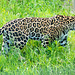 Jaguar two