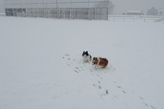 Lou en Roc in de sneeuwstorm