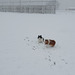 Lou en Roc in de sneeuwstorm