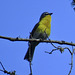 Yellow-breasted chat - Icteria virens