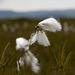 Howdale Moor Cotton grass 3