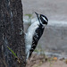 Woodpecker4