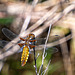 Broad-bodied Chaser-DSZ2894