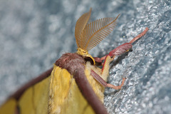Chinese moon moth (Actias sinensis), male