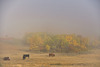curious cattle in a fog