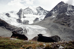 Relaxed view on the mountains and Glacier de Moiry