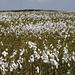 Howdale Moor Cotton grass 1