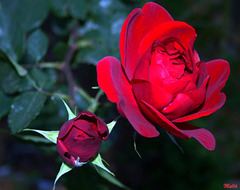Rose Rouge.  ****
