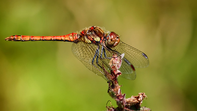 Sympetrum vulgatum (PiP)