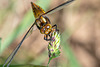 Broad-bodied Chaser-DSZ3153