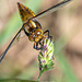 Broad-bodied Chaser-DSZ3153