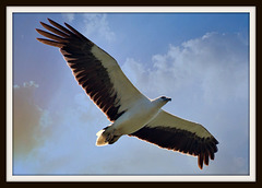 Sea Eagle Coomera