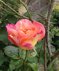 gdn / gbw - summer rose