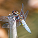 Broad-bodied Chaser-DSZ3221