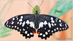 Voilier Echiquier (Papilio demoleus)