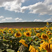 EOS 6D Peter Harriman 12 24 50 72703 sunflowers4 dpp