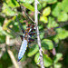 Broad-bodied Chaser-DSZ4225