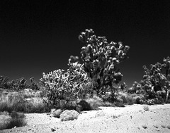 Mojave Grandeur