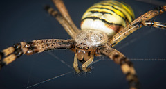 Die Wespenspinne (Argiope bruennichi)  auf der Lauer :))  The wasp spider (Argiope bruennichi) on the lookout :))  L'araignée guêpe (Argiope bruennichi) à l'affût :))