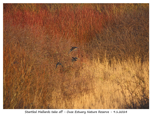 Startled Mallards take off - Ouse Estuary Nature Reserve -  9 1 2024