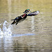 Wood duck take off