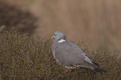 Wood-pigeon (Columba palumbus)