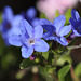 Lithospermum diffusa Heavenly Blue
