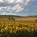 EOS 6D Peter Harriman 12 39 41 72711 sunflowers 6 dpp