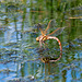 Brown Hawker ovipositing-DSZ5459