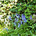 Bluebells growing near the kitchen
