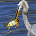 Great Blue Heron with Perch