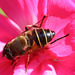 abeille sur une rose