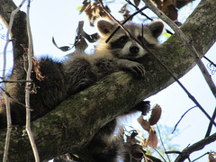Raccoon at Corkscrew