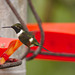 Hummingbird EF7A8501