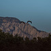 Geese with the Sandia mountains
