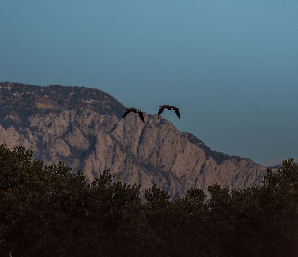 Geese with the Sandia mountains