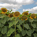 EOS 6D Peter Harriman 12 52 17 72718 sunflowers8 dpp