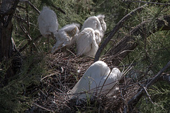 20150518 7862VRTw [R~F] Kuhreiher (Bubuleus ibis), Parc Ornithologique, Camargue