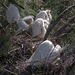 20150518 7862VRTw [R~F] Kuhreiher (Bubuleus ibis), Parc Ornithologique, Camargue