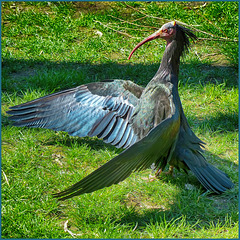 Northern bald ibis. Waldrapp. Ibis chauve. Kaalkopibis