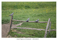 Wood pigeons at Cuckmere 23 5 2014