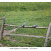 Wood pigeons at Cuckmere 23 5 2014