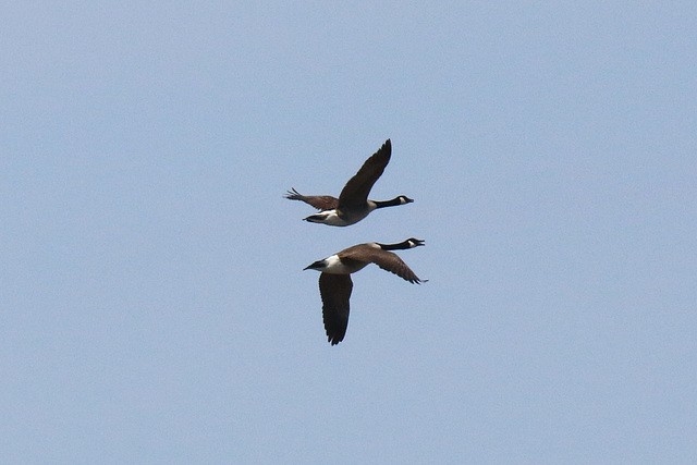 Two geese in flight