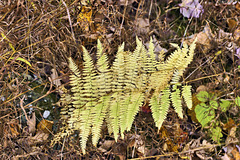 Yesterday's Ferns – Cunningham Falls State Park, Thurmont, Maryland