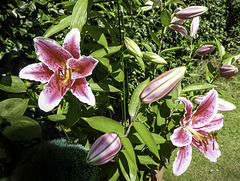 This years Lily flowers opening