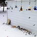 New snow, cold temperatures, many birds