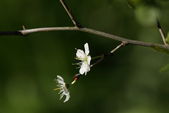 Sloe/Blackthorn blossom