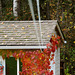 The clothes line in the fall.