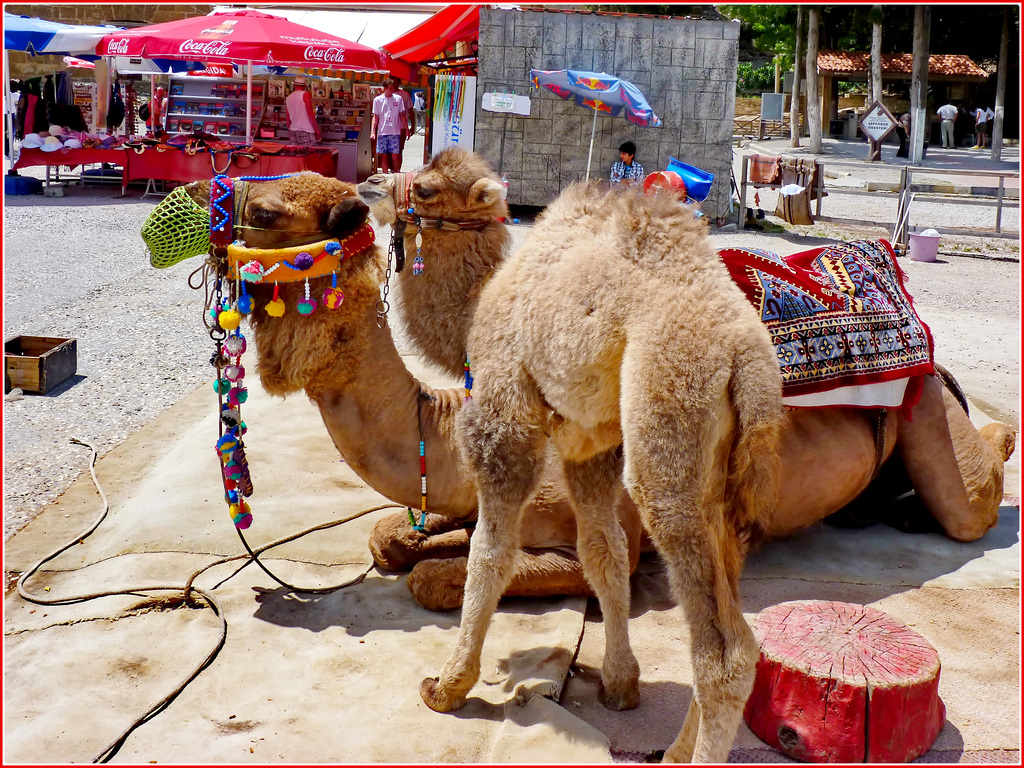 Manavgat : all'uscita del grande teatro di Aspendos incontro due spendidi cammelli : madre e figlio