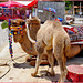 Manavgat : all'uscita del grande teatro di Aspendos incontro due spendidi cammelli : madre e figlio